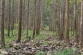 Young teak forest