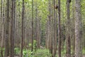 Young teak forest