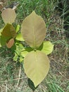 young teak tree