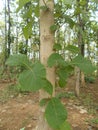 Young teak tree and the teak forest