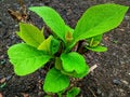 Young teak tree plant with fresh, wide leaves