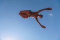 Young teen boy jumping flying and diving in the river. Clear blue sky and trees in distance as a natural background. Royalty Free Stock Photo