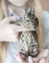 Young teen girl playing with small animal chilean common degu squirrel. Close-up portrait of the cute pet in kid`s hands looking Royalty Free Stock Photo