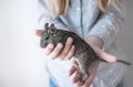 Young teen girl playing with small animal chilean common degu squirrel. Close-up portrait of the cute pet in kid`s hands. Copy sp Royalty Free Stock Photo