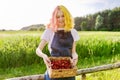 Young teenage girl with basket of fresh plucked strawberries Royalty Free Stock Photo