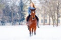 Young teenage girl with bay horse in winter park Royalty Free Stock Photo