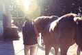 Young teenage girl equestrian leading her brown horse in sunbeam Royalty Free Stock Photo