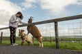 Young teenager girl feeding brown and white goat in open farm or zoo. Warm sunny day. Cute animal on green grass behind fence. Royalty Free Stock Photo