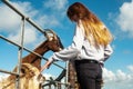 Young teenager girl feeding goat in a contact zoo. Fun at a pet farm concept. Warm sunny day. Cute animals taking snack from Royalty Free Stock Photo