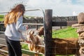 Young teenager girl feeding goat in a contact zoo. Fun at a pet farm concept. Warm sunny day. Cute animals taking snack from Royalty Free Stock Photo