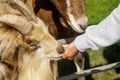 Young teenager girl feeding goat in a contact zoo. Fun at a pet farm concept. Warm sunny day. Cute animals taking snack from Royalty Free Stock Photo