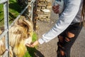 Young teenager girl feeding goat in a contact zoo. Fun at a pet farm concept. Warm sunny day. Cute animals taking snack from Royalty Free Stock Photo