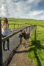 Young teenager girl feeding pony in open farm or zoo. Warm sunny day. Cute animal on green grass behind fence. Learning nature Royalty Free Stock Photo