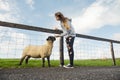 Young teenager girl feeding wool sheep in open farm or zoo. Warm sunny day. Cute animal on green grass behind fence. Learning Royalty Free Stock Photo