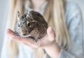 Young teenager girl holding small animal chilean common degu squirrel. Close-up portrait of the cute pet in kid`s palm. Royalty Free Stock Photo