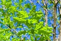 Young tender light green oak leaves on tree branches against a blue sky. Royalty Free Stock Photo