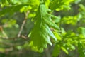 Young tender light green oak leaves on tree branches against a blue sky. Royalty Free Stock Photo