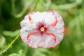 Young tender pink poppy