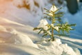 Young tender spruce tree with green needles covered with deep snow and hoarfrost on bright colorful copy space background. Merry Royalty Free Stock Photo