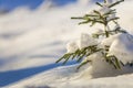 Young tender spruce tree with green needles covered with deep snow and hoarfrost on bright colorful copy space background. Merry Royalty Free Stock Photo