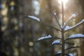 Young tender spruce tree with green needles covered with snow and hoarfrost lit by bright rays of raising sun on colorful bokeh Royalty Free Stock Photo