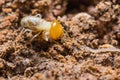 Young termite Royalty Free Stock Photo