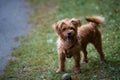 Young Terrier with ball .