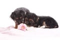 Young Terrier Mix dogs on the blanket