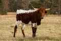 Young Texas Longhorn Cow Royalty Free Stock Photo