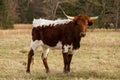 Young Texas Longhorn Cow Royalty Free Stock Photo