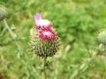 Young Texas Thistle Bloom Cirsium texanum Royalty Free Stock Photo