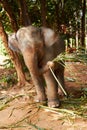 Young Thai elephant in captivity. Front-view of an Asian elephant in an enclosure in a Thai reserve. Royalty Free Stock Photo