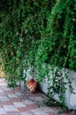 Young Thai Ginger cat Tabby cat hidding under green bush curiously staring to camera Royalty Free Stock Photo