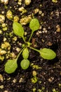 Young Thale Cress Plant Royalty Free Stock Photo