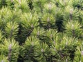 young thick shoots of pine