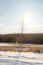 Young thin birch tree in winter against the background of a snowy field, forest and blue sky with the sun and small clouds Royalty Free Stock Photo