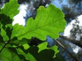 A young, thin, gentle, innocent defenseless tree Royalty Free Stock Photo