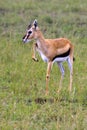 Young Thompson Gazelle Royalty Free Stock Photo