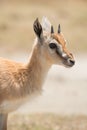 Young Thomson Gazelle Royalty Free Stock Photo