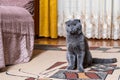 Young breed British Fold cat sits in middle of living room and looks to side with intelligent eyes.