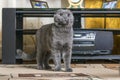 Young breed British fold cat stands in middle of living room and looks up with intelligent eyes.