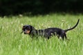Little Black  Dog In The Grass