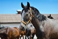 Young, thoroughbred horse against the blue sky Royalty Free Stock Photo