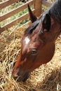 Closeup portrait of domestic horse while eating hay from feeder in horse paddock summer time rural scene Royalty Free Stock Photo
