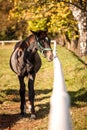 Young thoroughbred horse on pasture Royalty Free Stock Photo