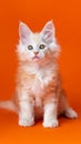 Young thoroughbred longhair male altered kitten with attentive look sitting on orange background