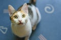 Young three-colored cat looking up curiously.Curious kitten.