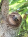 Young Three Toed Sloth