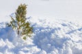 Young thuja covered with snow