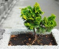 Young thuja occidentalis in a flower pot